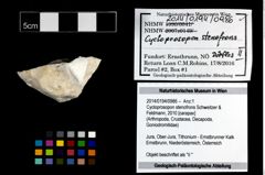 Foto (Objekt + Etikett) von Cycloprosopon stenofrons (Schweitzer & Feldmann, 2010)  (NHMW-GEO-2014-0194-0986)